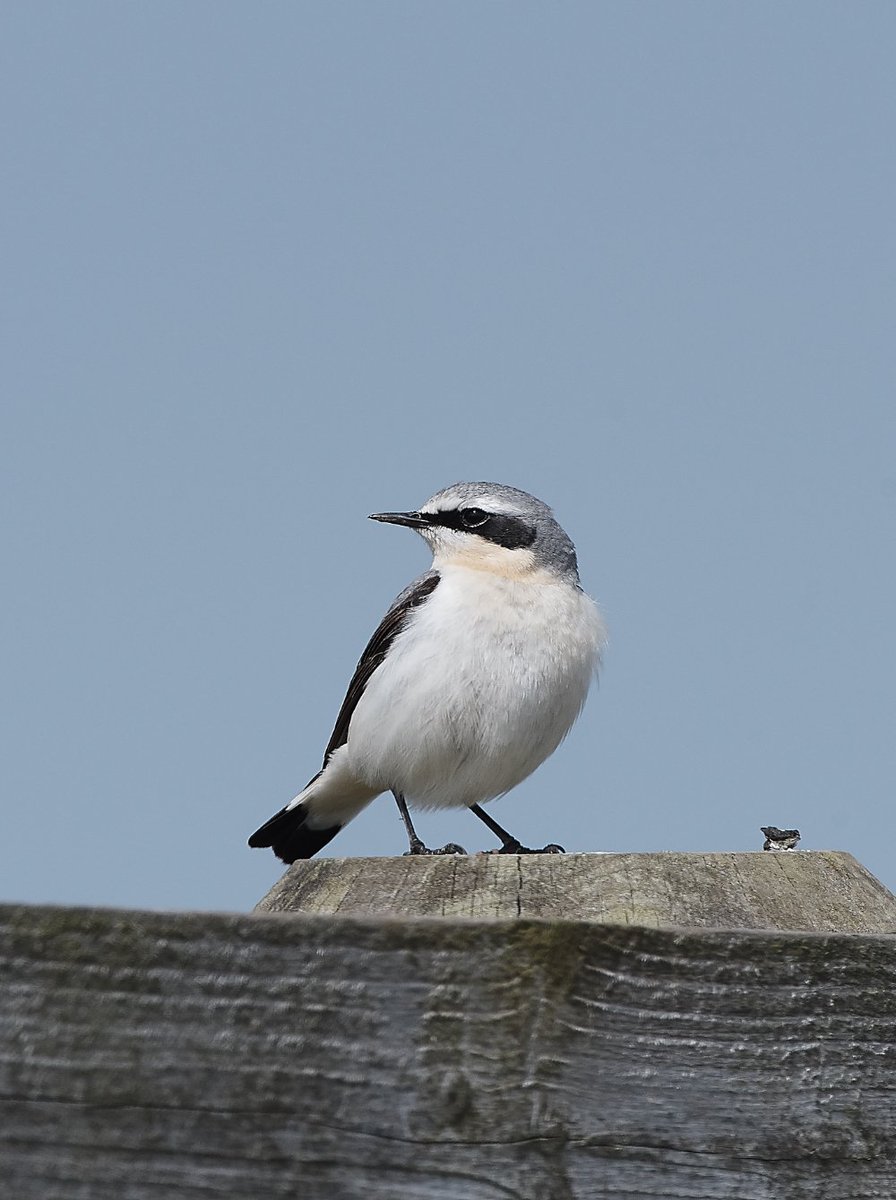 Mike Ball tweet media