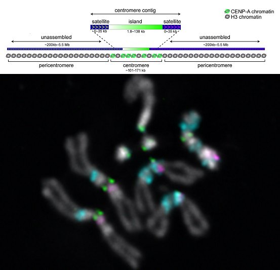 PLOSBiology's tweet photo. Genomic dark-matter: composition & organization of fruit fly #centromeres - full of #retroelements (esp G2/Jockey-3). Revealed by long-read sequencing, CENP-A ChIP & chromatin fiber imaging #PLOSBiology https://t.co/sesHmGR5L5 https://t.co/A4emmrjRrw