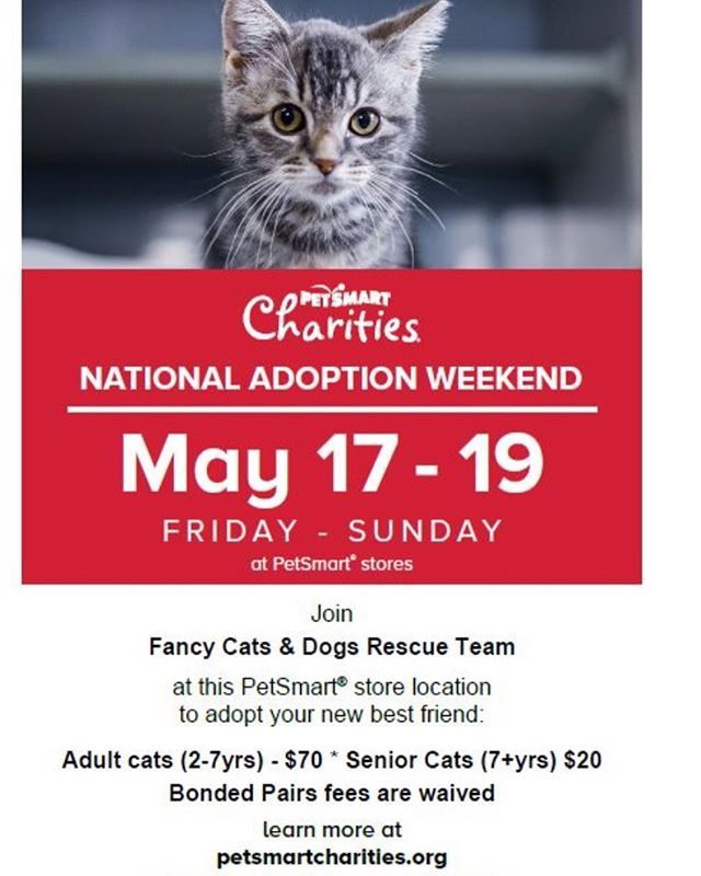 fancy cats rescue team