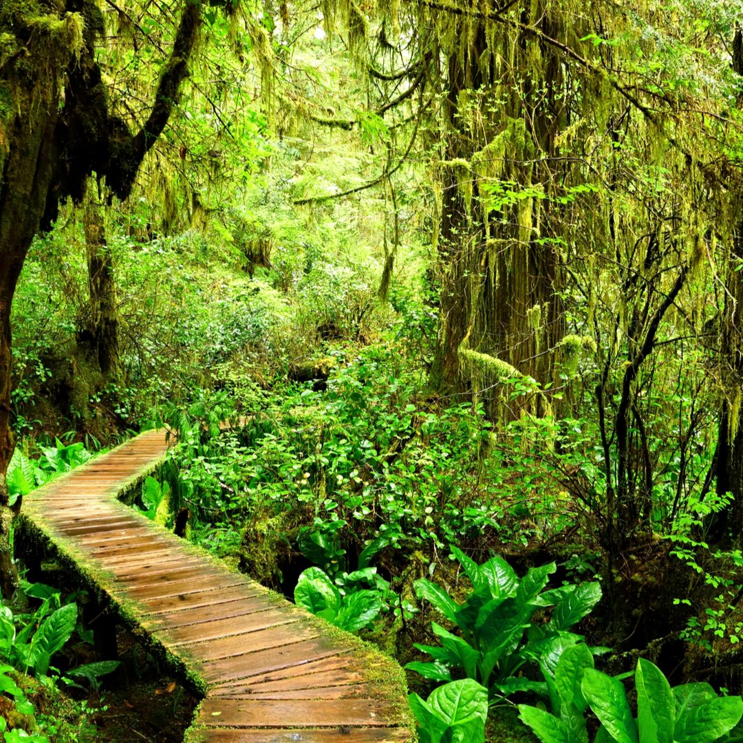 joingopher's tweet image. 📍Pacific Rim National Park bit.ly/2EEkyq4