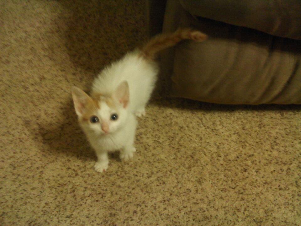 amberbrozo's tweet photo. 8 years ago my life changed forever when my dad and I got Juliet😻 she is my best friend, my baby and the reason why my friends call me the crazy cat lady. She’s been a great addition to the family. I love her very much ❤️❤️ https://t.co/xJ9MduarM9