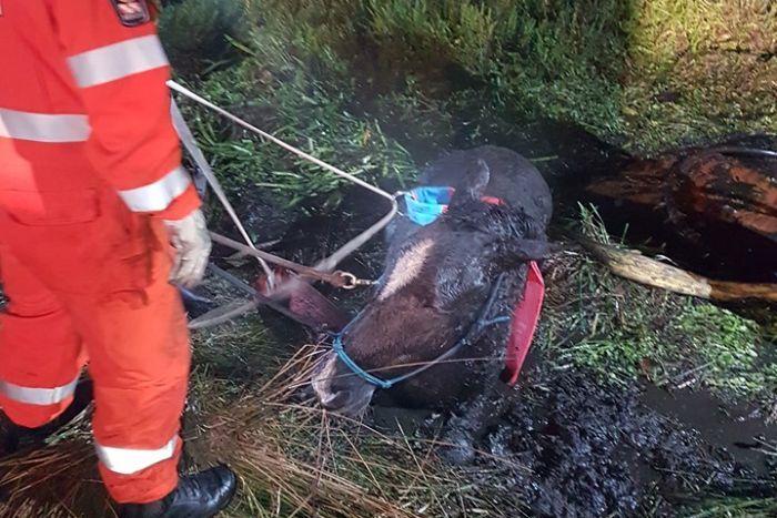 ABCRural's tweet photo. Horse 'bright as a button' after being rescued from mud pit https://t.co/MOXsBolStY https://t.co/0lDfOs6WHu