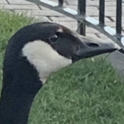 THEREALGO0SE's tweet photo. #NewProfilePic https://t.co/xVyqCYTCLB