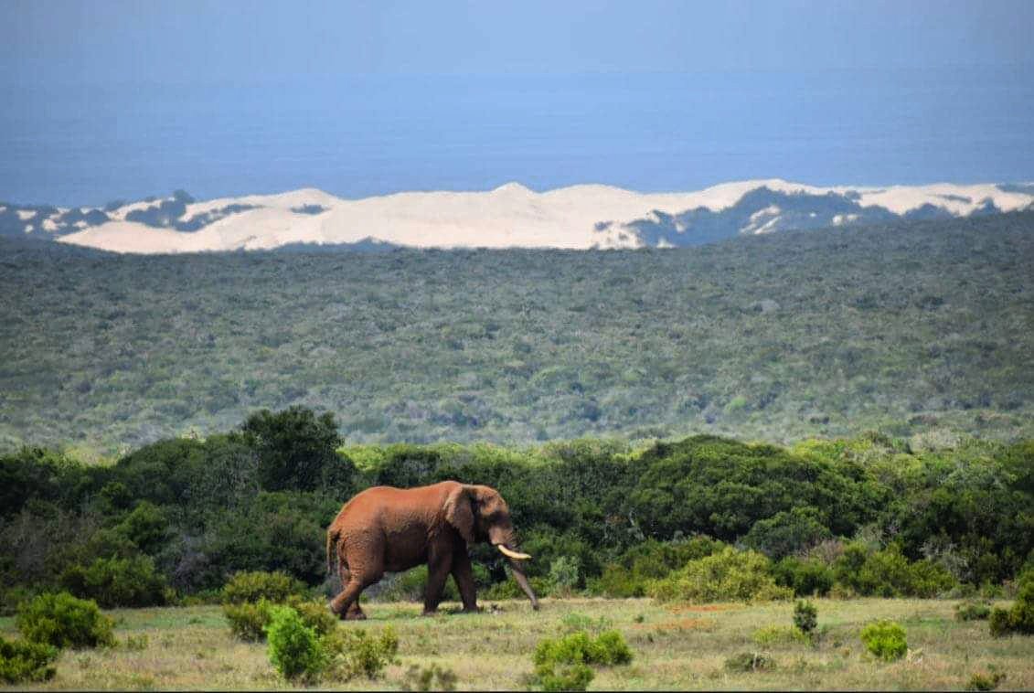 addotourism's tweet photo. Addo, like nowhere else on earth!

Where else could you see not only the Big Five, but the Big Seven? Yes, those are the coastal dunes in the background!

Incredible photo by Mike Haynes via @SANParksAENP 
#easterncape #big7 #africanbig5
#southafrica https://t.co/v4LJsXsLth