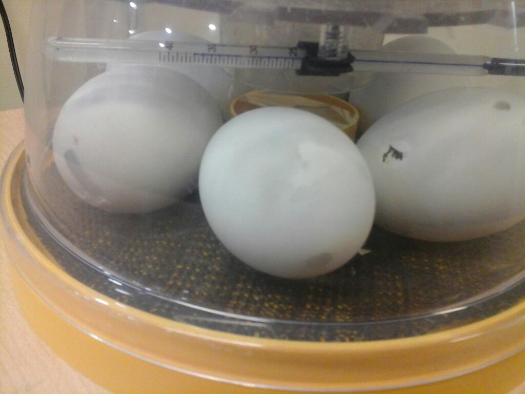 YellowdotNorthBaddes tweet media