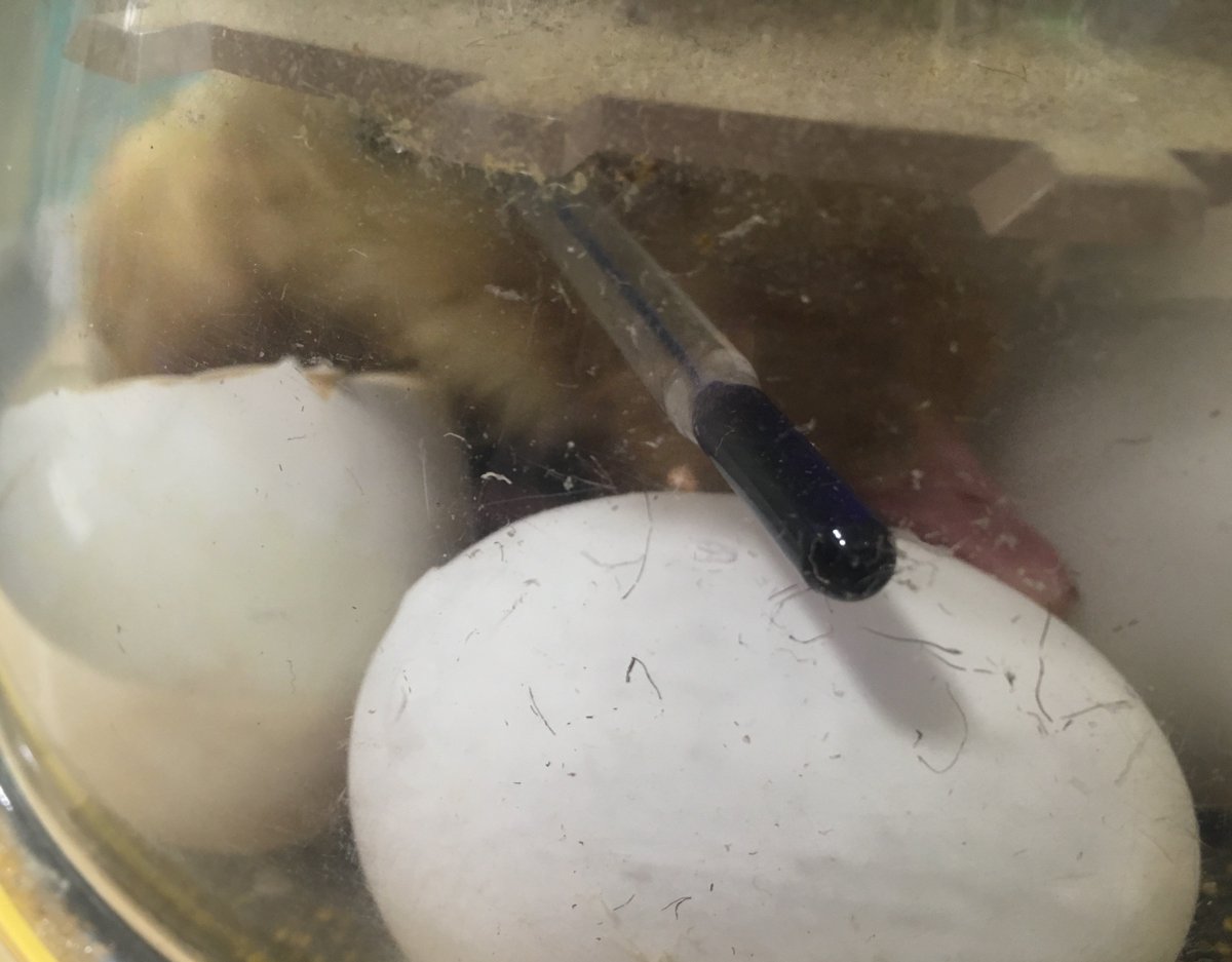 Yellowdotandover tweet media