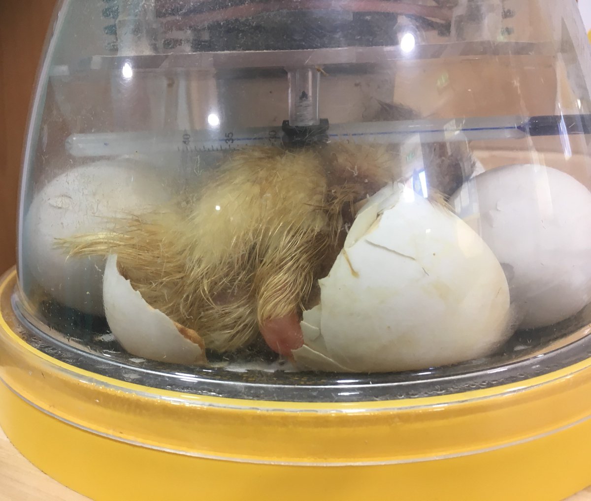 Yellowdotandover tweet media