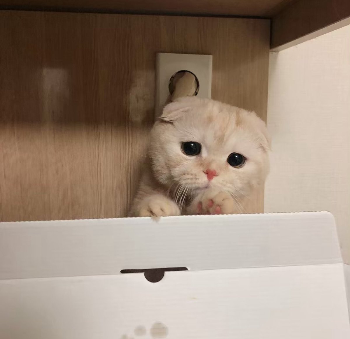 𝗰𝗵𝗶𝗰𝗮 𝓙 ෆ⃛ tweet media