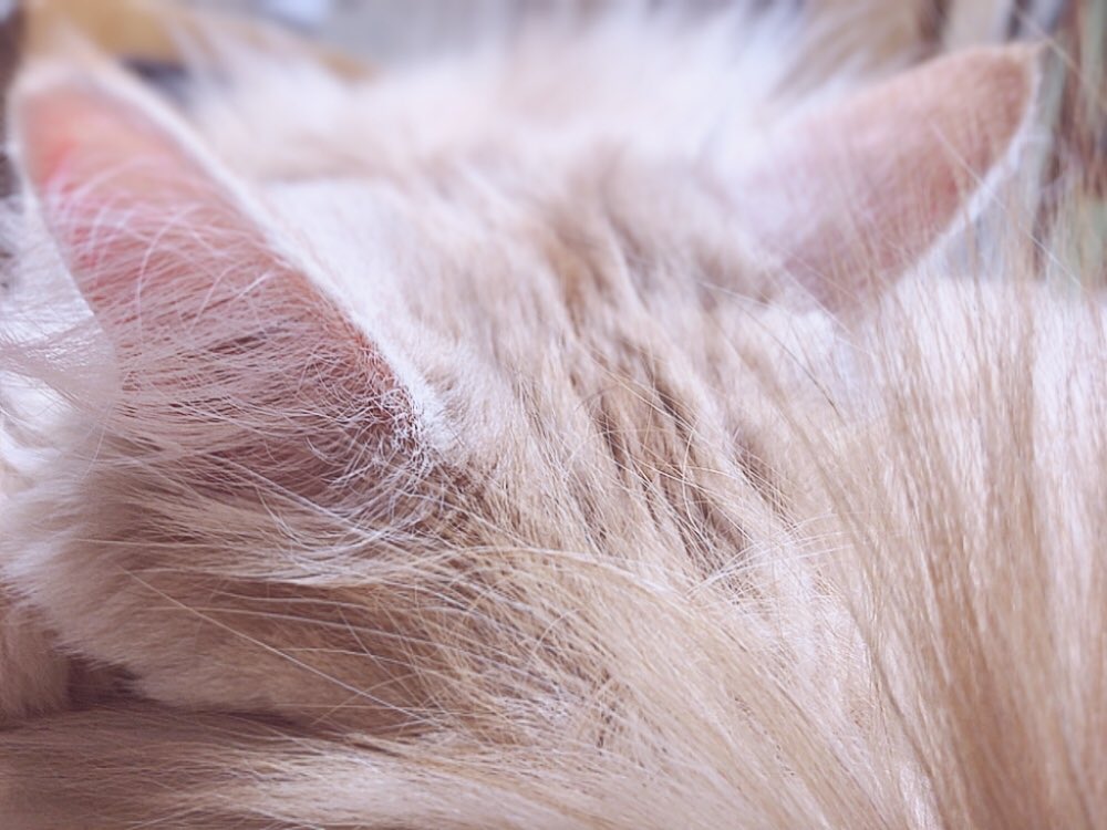 sk_kaiii's tweet photo. かい！！
5歳の誕生日おめでとう🎂
#ノルウェージャンフォレストキャット 
#ねこ
#猫好きさんと繋がりたい https://t.co/9sDmXykVUX