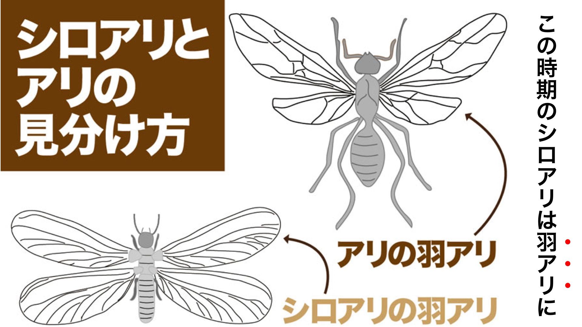 ウェザーニュース シロアリが羽アリに 家の床下などに巣を作り 被害を拡大させる住まいの大敵 シロアリ この時期に 羽アリとなって地上に出てくるのですが その見分け方とは T Co Ipfi3v3nnn T Co W7vajuhm00 Twitter