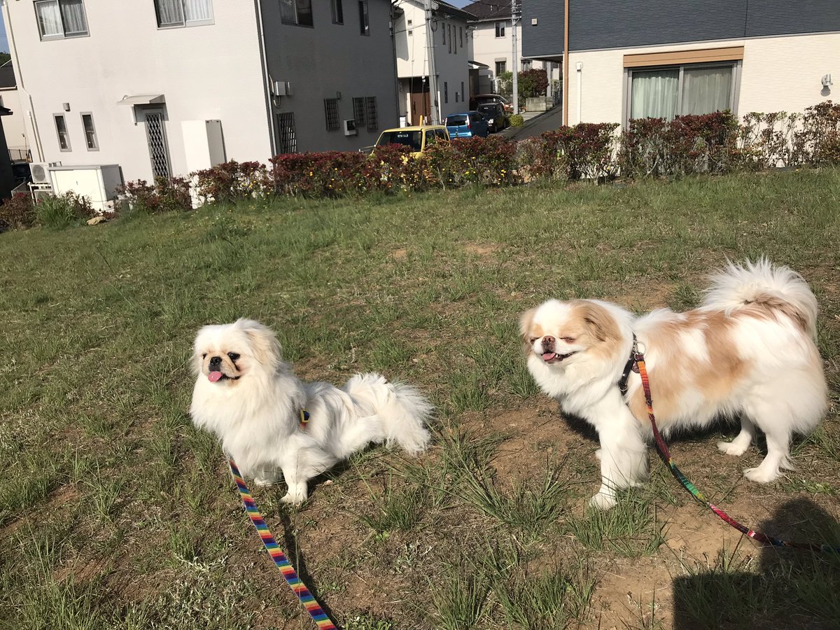 笑い顔の犬 笑い顔の犬