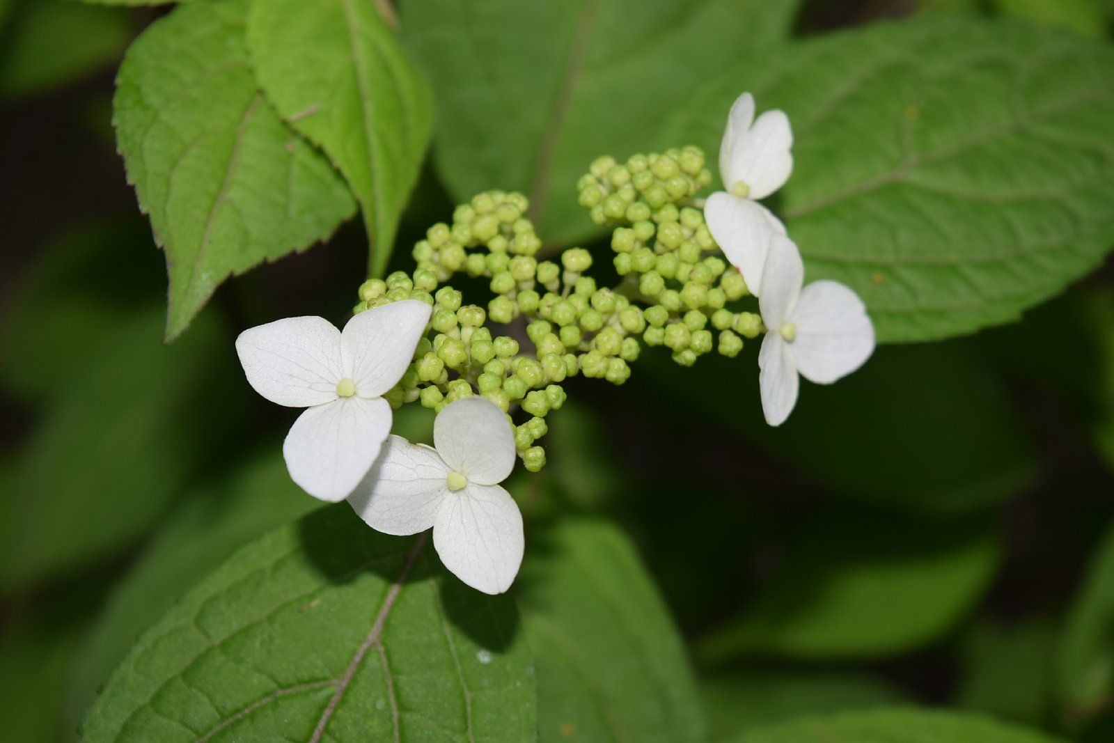 六義園 六義園では早咲きの小紫陽花 コアジサイ からはじまり これから 山紫陽花や額紫陽花 の系統の花が咲いてきます こちらは赤花の名花 くれない 白色の装飾花が日照によって赤色にかわっていきます 庭園 くれない 山紫陽花 額咲き