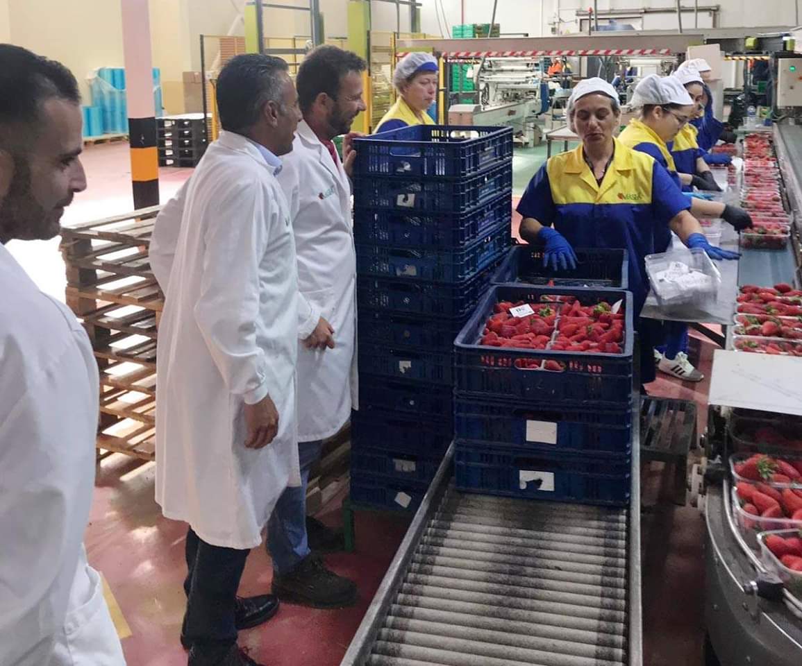 OrtaJenaro's tweet photo. 🍊🍓 PORQUE ISLA CRISTINA TAMBIÉN ES AGRICULTURA

Seguimos trabajando y recorriendo nuestro pueblo. En esta ocasión hemos visitado la empresa agrícola Masiá Ciscar.

#VotaPSOE🌹
#VotaJenaroOrta
#IslaCristina
#TúGobiernasConmigo
#JenaroOrta
#LaIslaCristinaQueQuieres❤ https://t.co/jiCSAg86vs