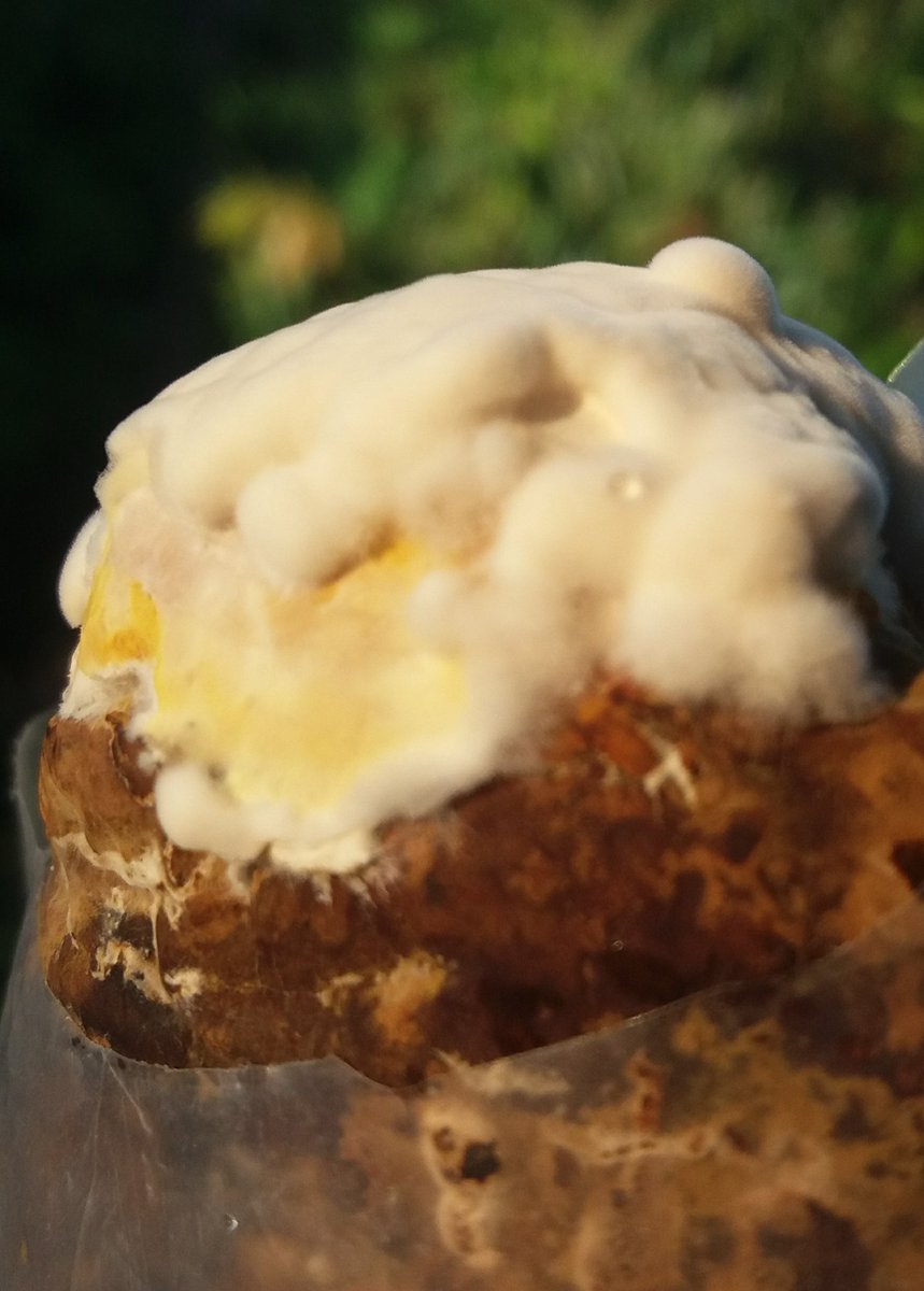 ¿Conocen el Hongo Reishi Ganoderma?

Se cultiva de varias formas y con fines medicinales, tanto el micelio como el cuerpo fructífero tienen propiedades medicinales.

Depende del método de su cultivo, se obtendrán sus virtudes <a href="/ClaudiaDazaDaz1/">ClaudiaDazaDaza</a>

Este es el comienzo de mi cultivo...