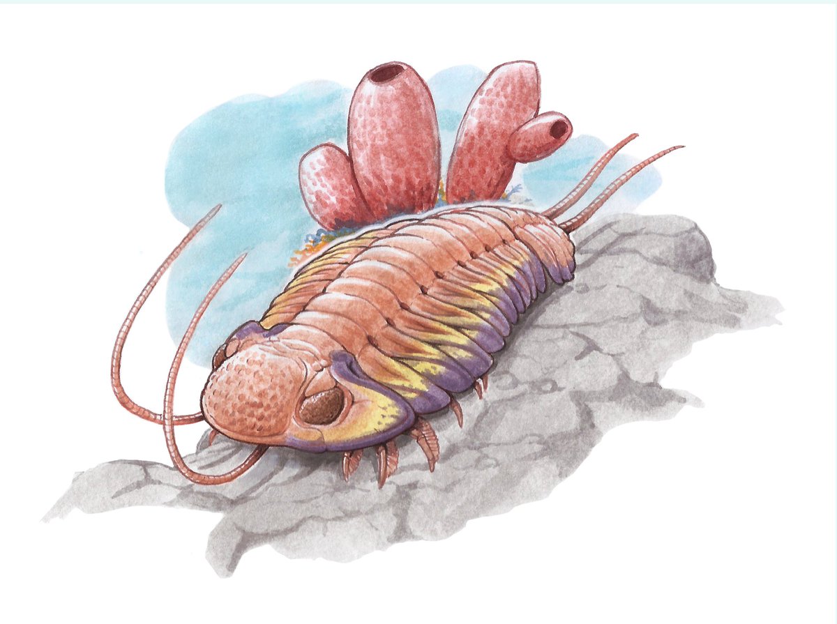 Gabrielluislio's tweet photo. Listo el pequeñín!
#Trilobita #Phacops https://t.co/GSqeH7g39a
