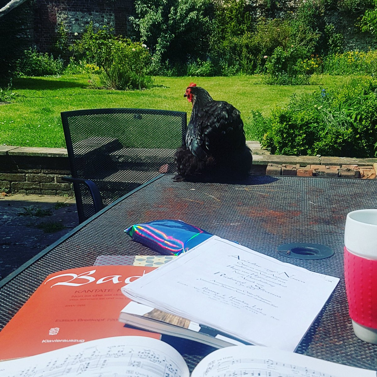 margeravalde's tweet photo. CONSTANTLY DISTRACTED BY ANIMALS 🐔🐱🐶 #thankshen #hihen #howdoievergetanythingdone #whatismylife #scoretime #britten #strauss #bach https://t.co/TjUkzWiaIK