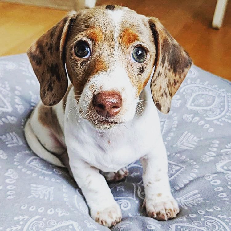 Save The Animals tweet media