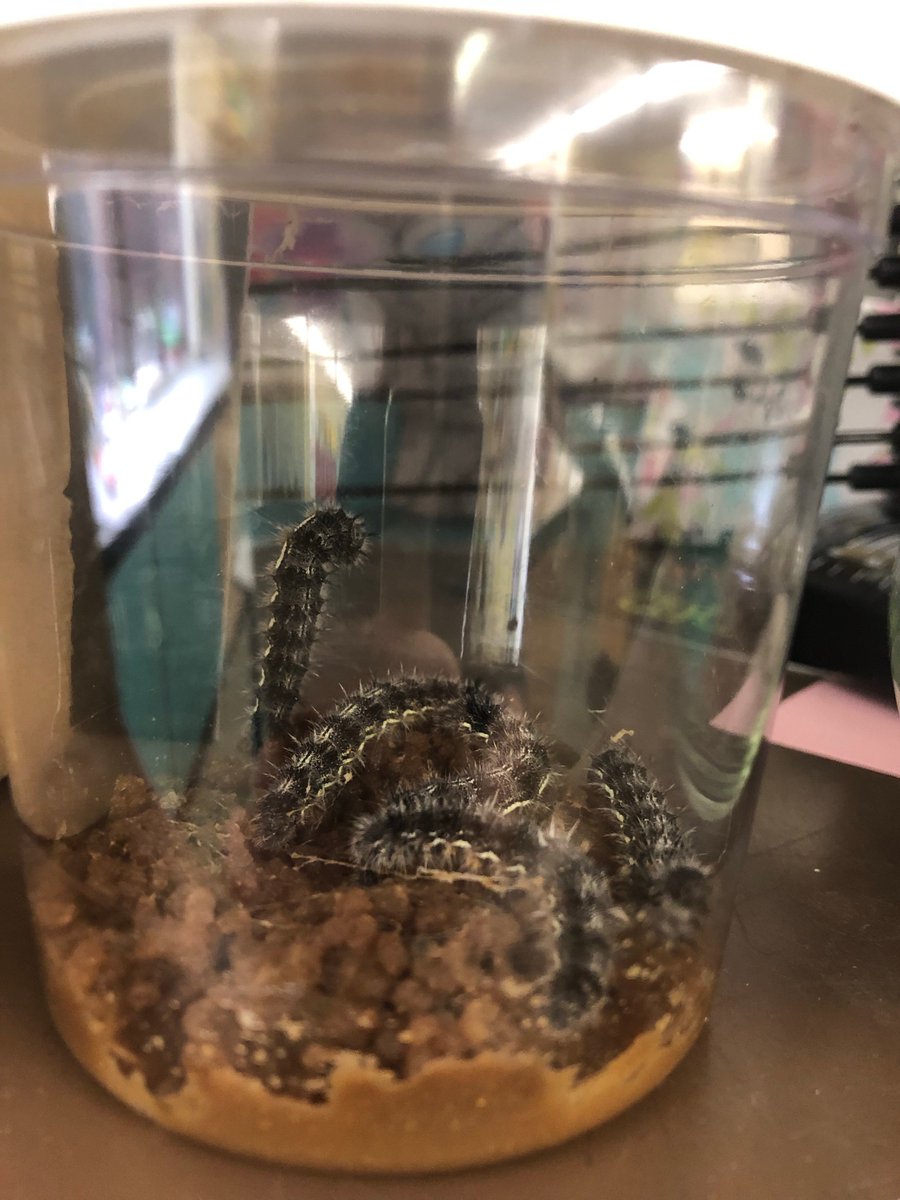 Henlow CE Academy tweet media