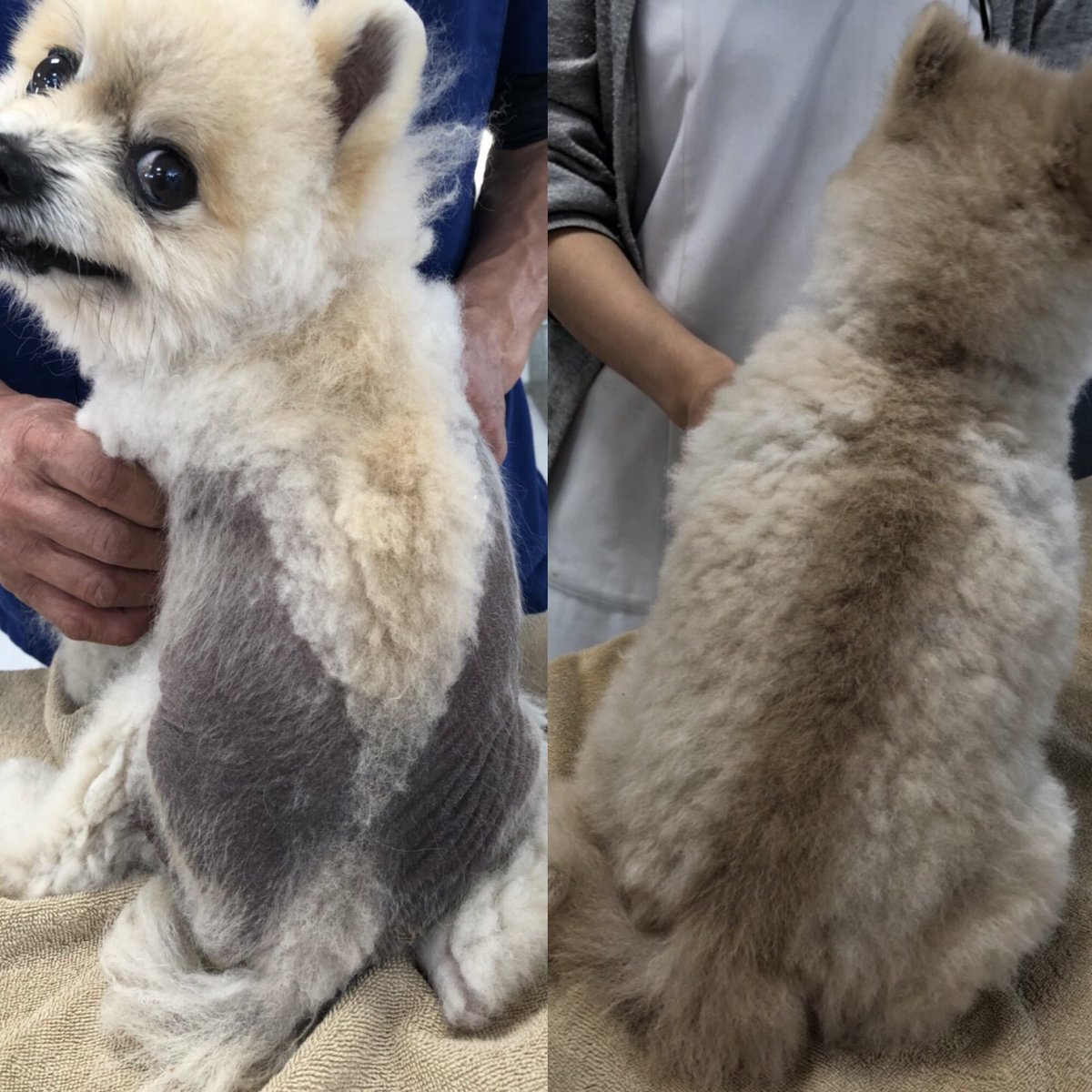 アロペシア