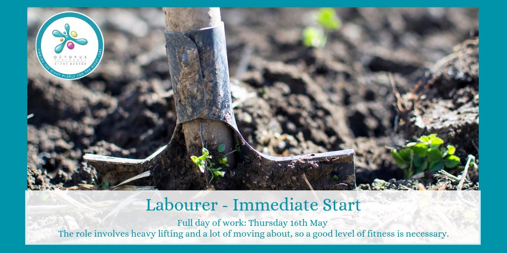 octopusautorec1's tweet image. We are looking for a Labourer to work for a local Landscaping Company for one day on Thursday 16th May.  Call the office now on 01747 825568 or apply at octopuspersonnel.co.uk/job/labourer-i…

#GoOctopus #immediatestart #garden #gardener #landscaper #manuallabour #labourer #growwithus