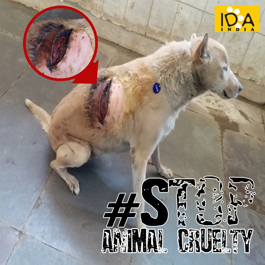 In Defense Of Animals India on Twitter: In Defense Of Animals India on Twitter: