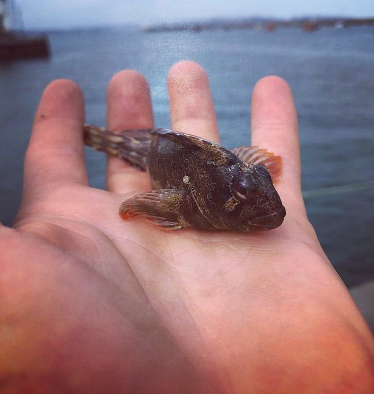 This little Tompot blenny came up with the lines today. Happily back in the sea now. 
#blenny #tompotblenny #Parablenniusgattorugine #parablennius