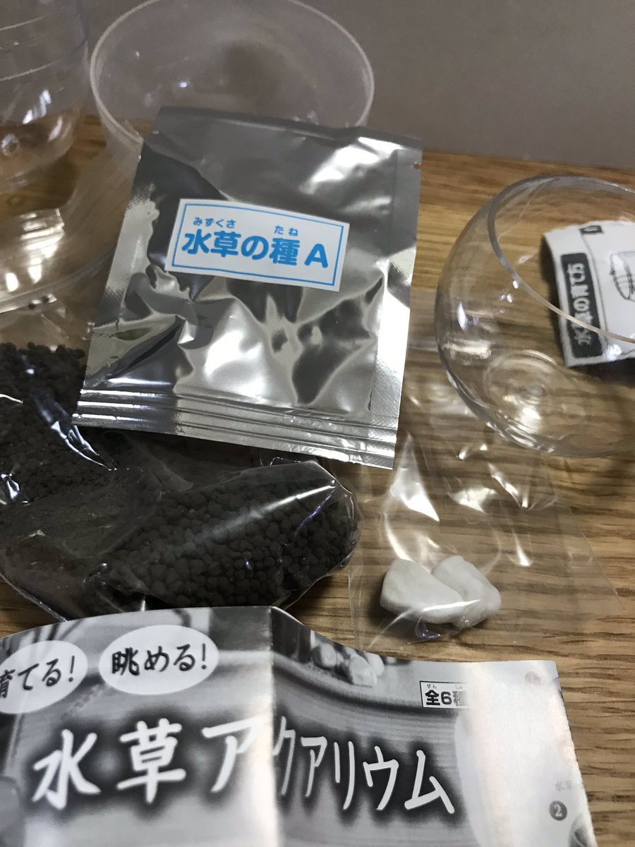 ガチャガチャで 水草を育てられるキットが登場 可愛い と愛でる人が多いので成長過程を集めてみた Togetter