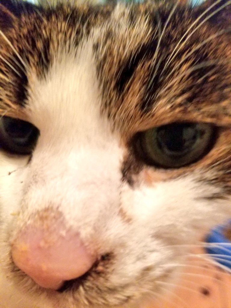 食欲が無くなったら3 4日の命だと覚悟して下さい と診断されてから半年以上 今日もモリモリエサを食う猫 Togetter