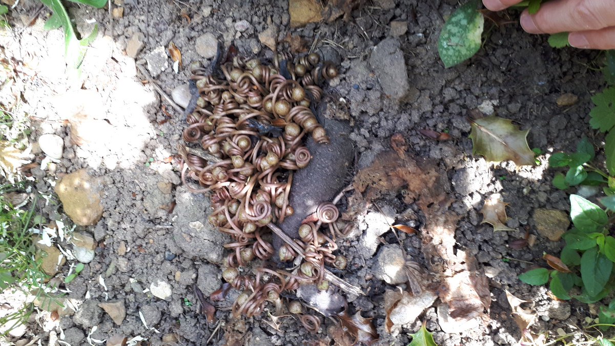 Vegetable? Mineral? Animal??? What is this? #gardening #mysteryspecies