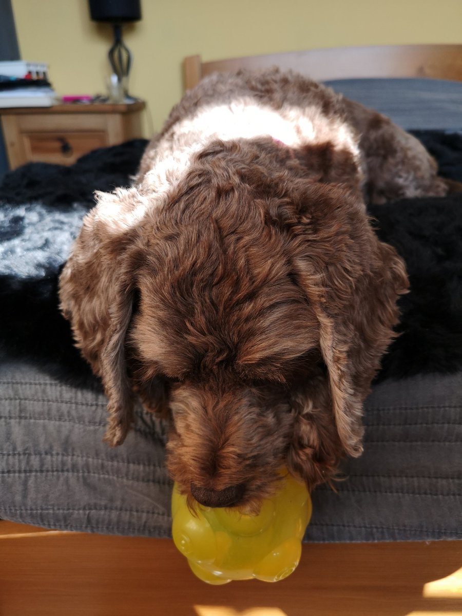 VickyNewham's tweet photo. Would you like a dollup of #WednesdayHappy? You're welcome! 💛💛💛💛💛💛 https://t.co/VdU1yi5jSV