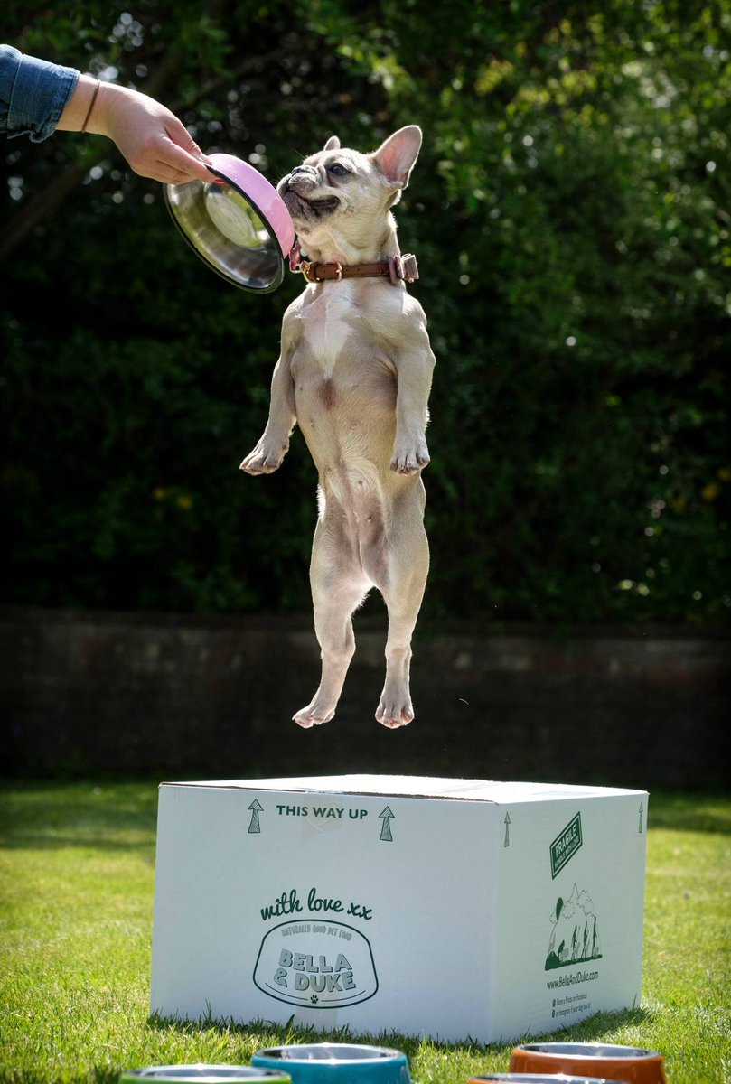 TᕼE GOOᗪ ᐯET & ᑭET GᑌIᗪE 🐾 Pet Directory tweet media