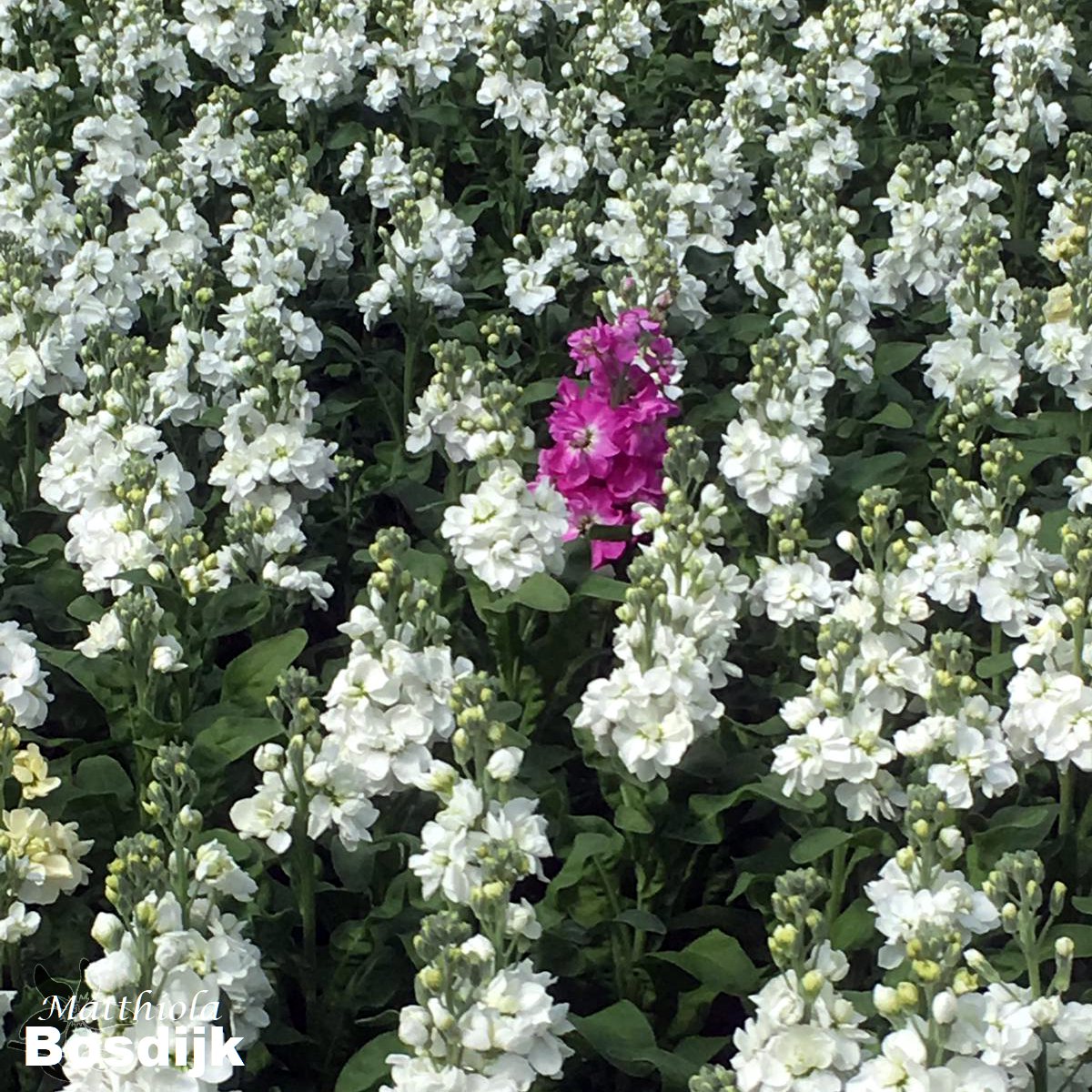 summerflowersNL's tweet photo. Kiekeboe.
Deze roze Matthiola speelt liever in het witte veld...
#Matthiola #violier #genieten #Summerflowers #seizoensbloem https://t.co/rcFvuwzwEZ