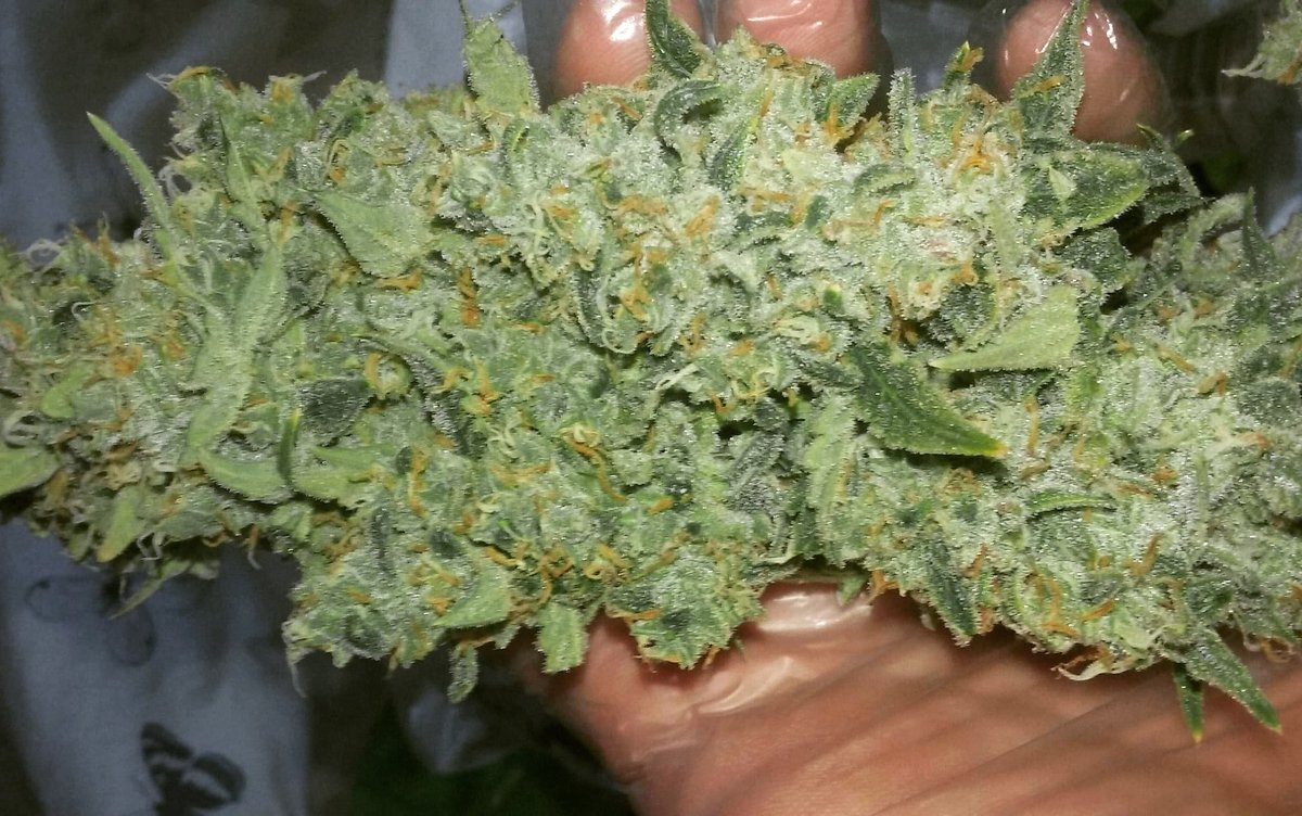 AZtech2015's tweet photo. Customer photo of an Aztech Genetics Cheese 🧀Auto bud. This plant was grown in an organic 🌱self feeding live soil mix and given just tap water from start to finish.
#aztechgenetics #aztechsmokeshop #uk420 #ukcsc #cannabis #cheese #budporn https://t.co/w95EJL3OL8
