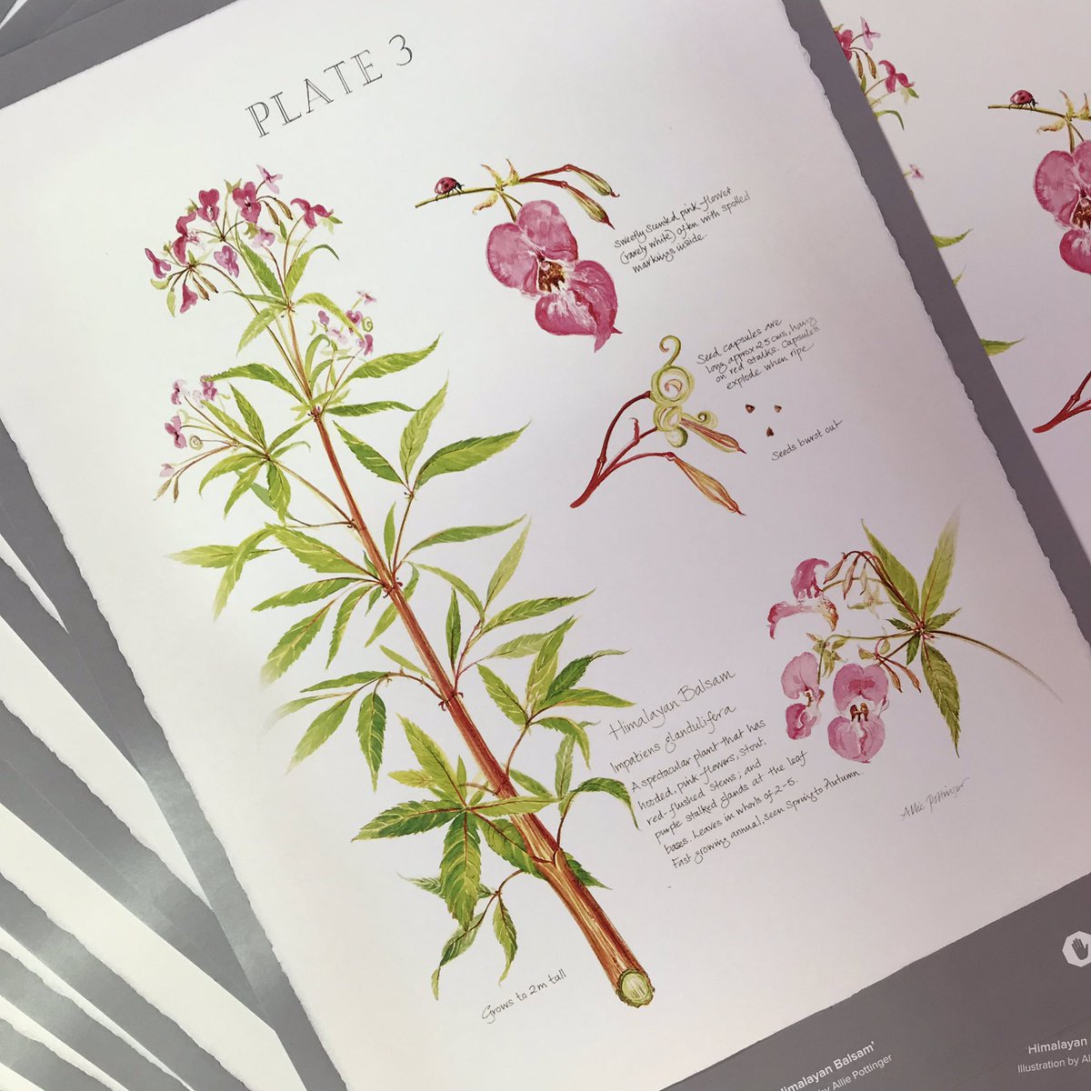 IWSLtd's tweet photo. Day three of #InvasivesWeek is Himalayan balsam (Impatiens glandulifera). Who would like one of these beautiful botanical posters? #himalayanbalsam #iwsl https://t.co/FlUhW1iYVP