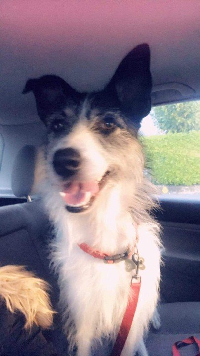 Lost Pets IOW tweet media