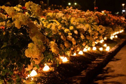 cityfukuyama's tweet photo. 【夜のばらを楽しもう~Rose Night~】
現在 #ばら公園 ではきれいに咲く #ばら を18:30から22:00までライトアップしています。光の中に浮かび上がるばらをぜひ堪能してください。ライトアップは19日(日)まで
#RoseNight #福山 #ばら #福山ばら祭
https://t.co/h2GdFFkDQu https://t.co/UZmnRtPvKy