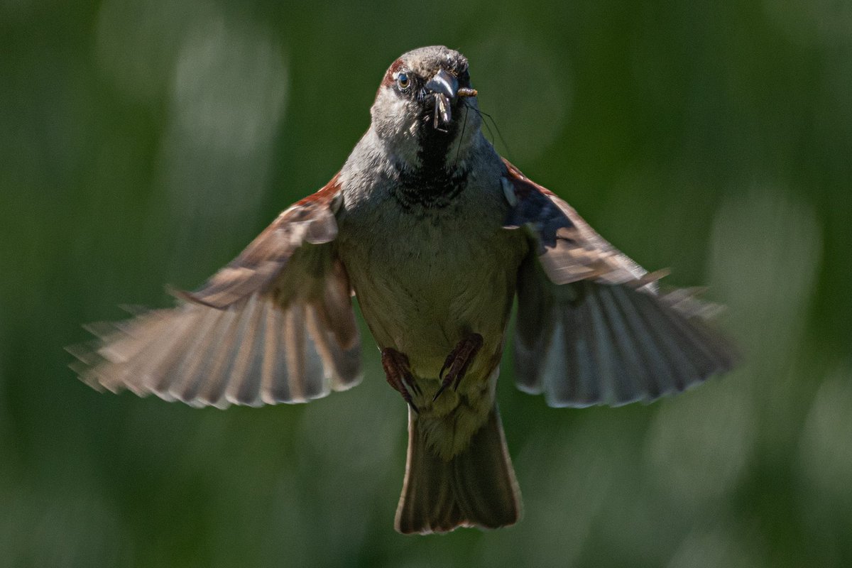 Martin__Wallace's tweet photo. @BBCSpringwatch @Team4Nature @NatureUK
 @Natures_Voice @Britnatureguide @britishbirds
 @BritBirdLovers @britwildlife @WildlifeTrusts
 @wildlife_uk @Birds_UK @BirdWatchingMag
 @WoodlandTrust @BirdwatchExtra @BTO_GBW
 @wildlife_birds @wildlife_birds @BirdWatchDaily https://t.co/azZFaYQmNC