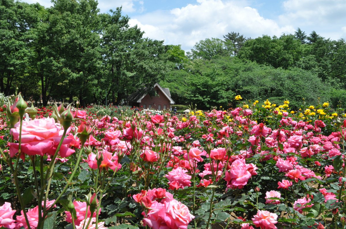 さいたま市中央区役所 与野公園 バラ の開花状況 本日 見頃を迎えています まだ蕾の品種もありますが 今週末の ばらまつり には更にたくさんの ばら が咲き誇るのではないでしょうか 偶然 薔薇 の中に ハート を発見 写真は随時