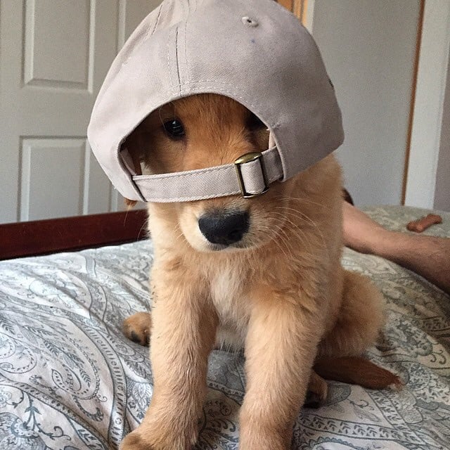 faunusdog tweet picture