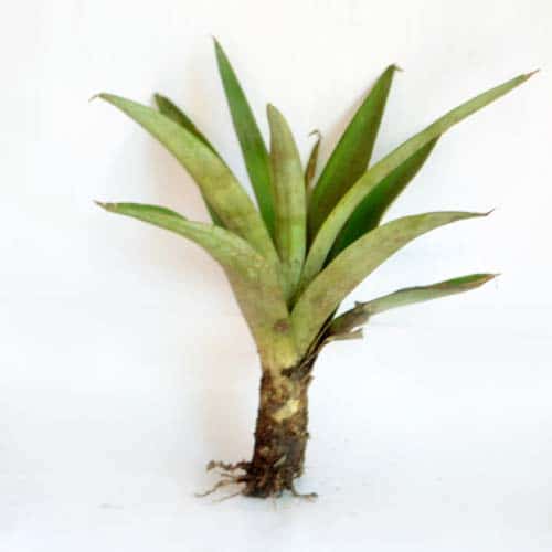 Lucas_Muzungu_'s tweet photo. Already 1,333 farmers (!!!) have joined our out-grower program and will receive 20,000 pineapple suckers each. The next phase is to develop a #training program for better farming practices. High #Ambition from #Ssemu in #CapacityBuilding ๐๐๐จ๐ฟ https://t.co/hHYXdyTRBg