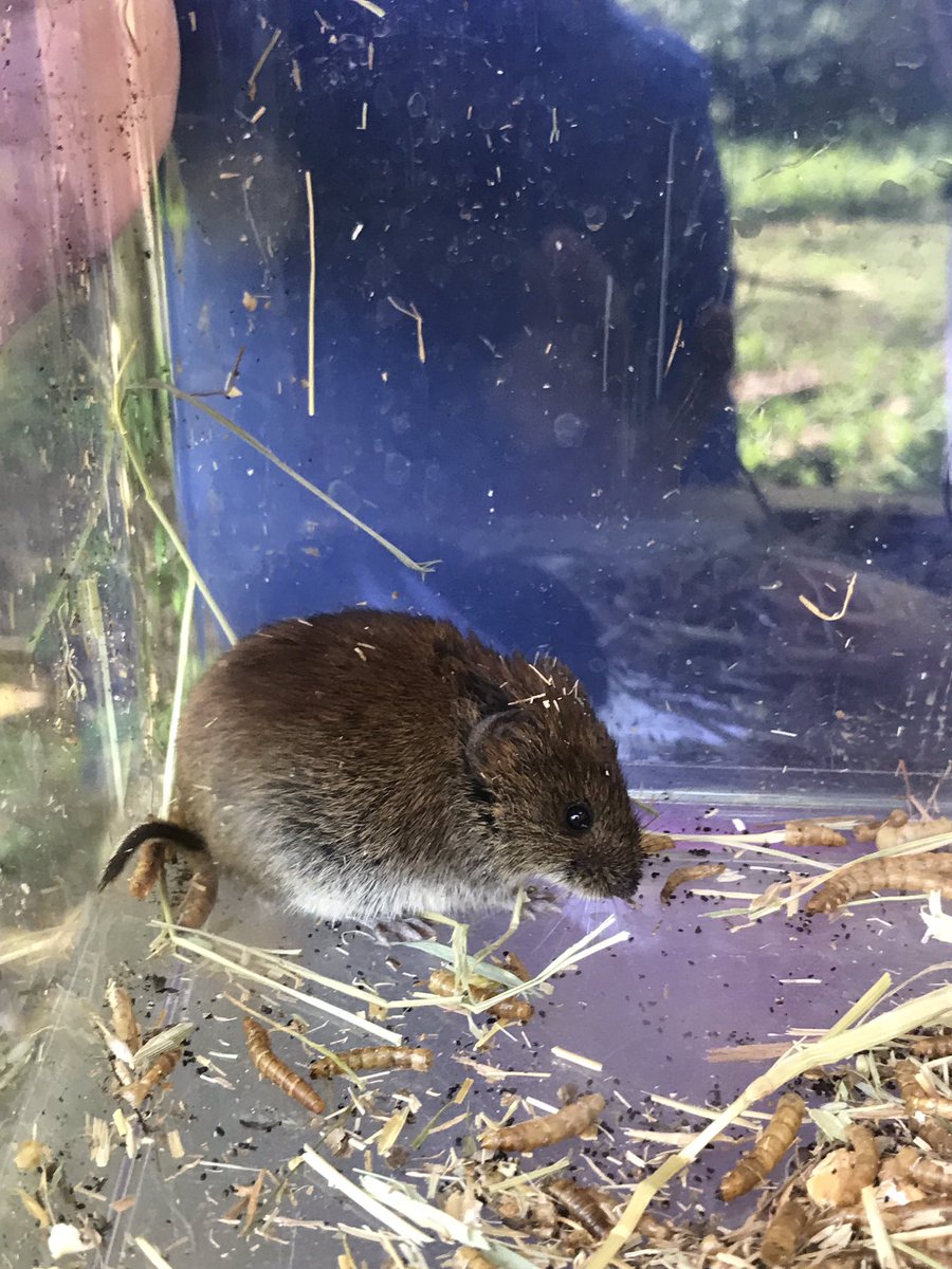 LadyLanePark's tweet photo. After a good nights sleep and a lovely breakfast we headed off into the woods to see what we had in our humane traps. Very excited to find a vole and a mouse #Fscmalham @LadyLanePark https://t.co/q3cokHuEg0