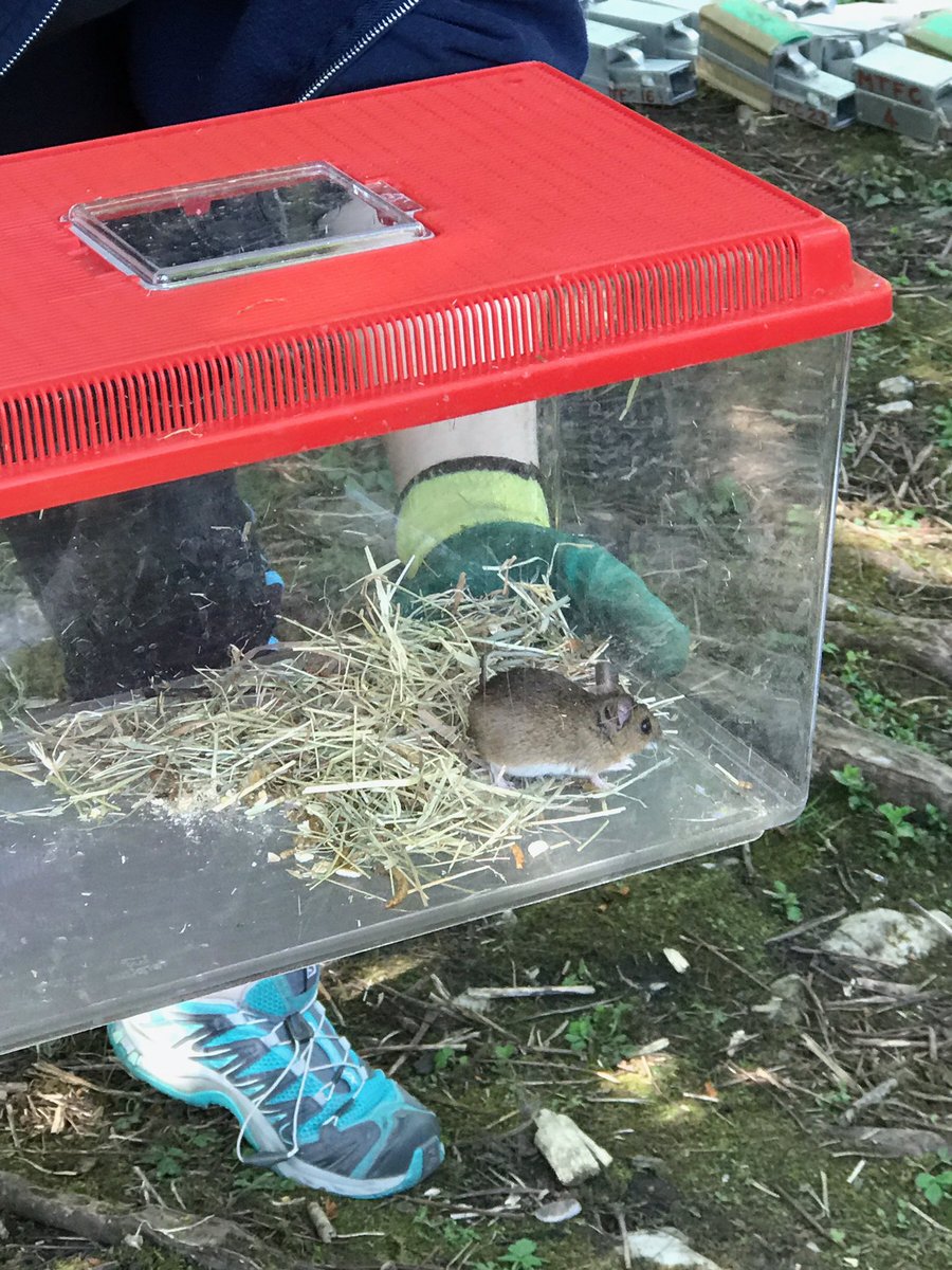LadyLanePark's tweet photo. After a good nights sleep and a lovely breakfast we headed off into the woods to see what we had in our humane traps. Very excited to find a vole and a mouse #Fscmalham @LadyLanePark https://t.co/q3cokHuEg0