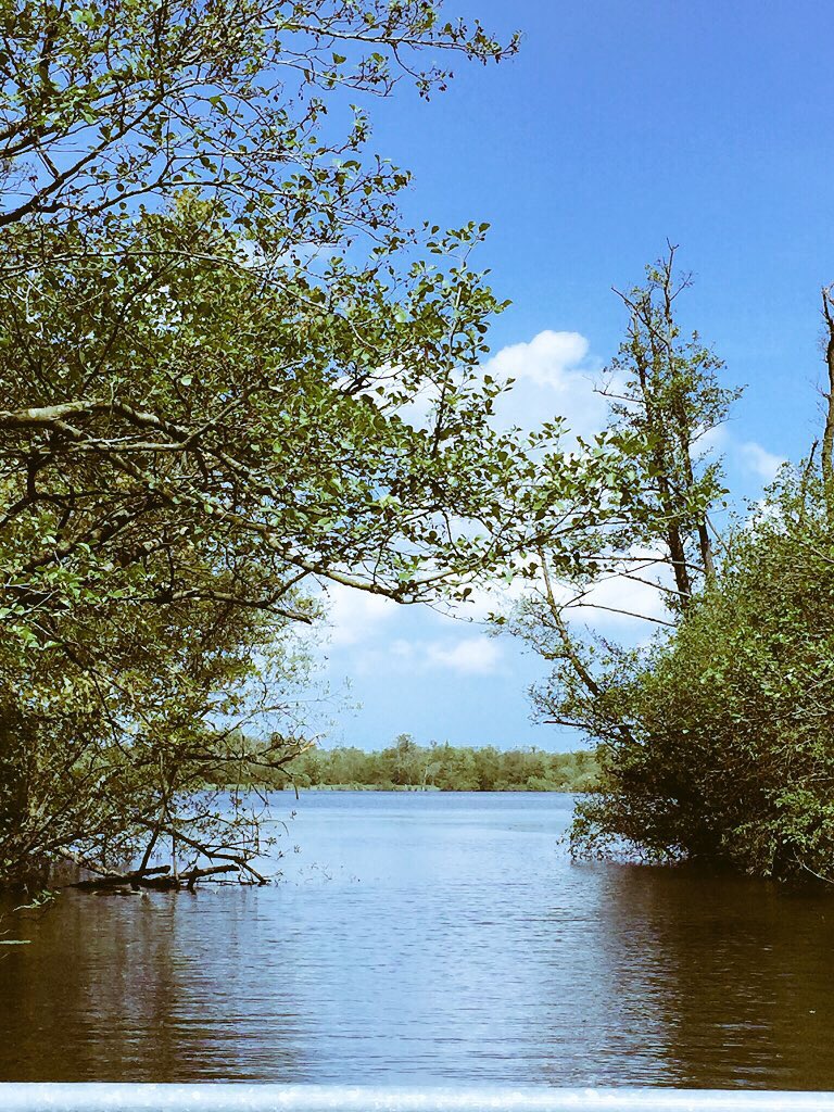 Hoveton Broad tweet media