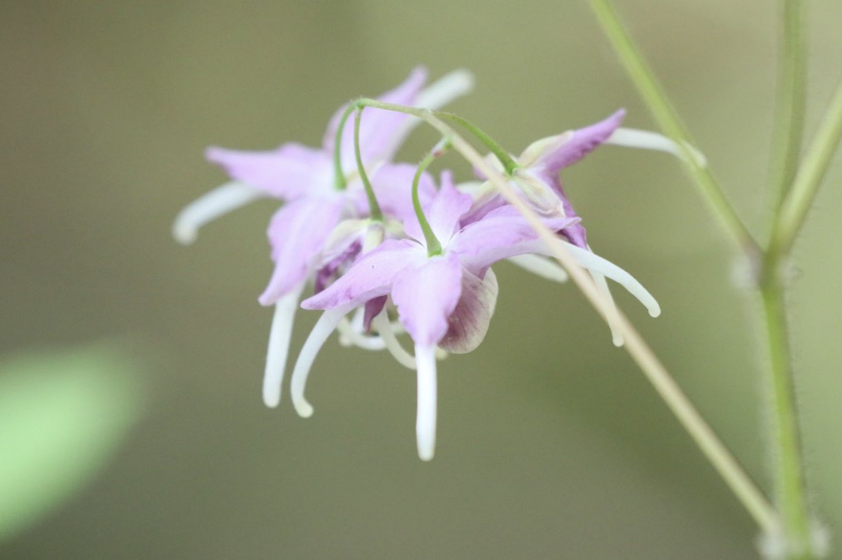 たけし イカリソウ 錨草 花言葉 君を離さない イカリソウ 錨草 君を離さない 花 T Co 71xrdimgok Twitter