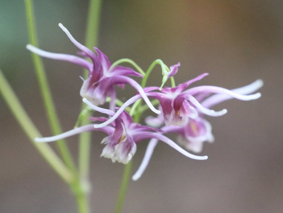 たけし イカリソウ 錨草 花言葉 君を離さない イカリソウ 錨草 君を離さない 花 T Co 71xrdimgok Twitter