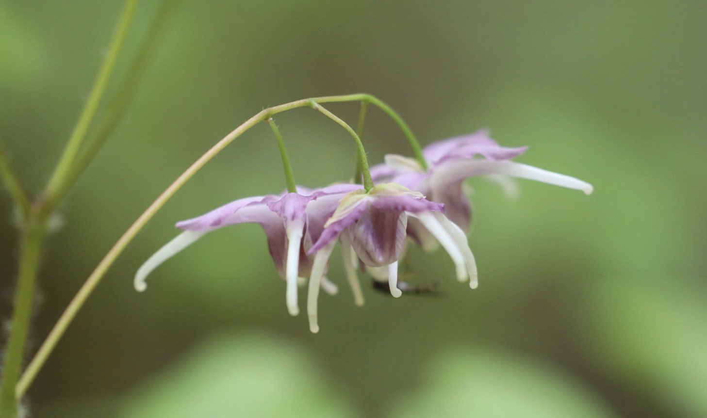 たけし イカリソウ 錨草 花言葉 君を離さない イカリソウ 錨草 君を離さない 花 T Co 71xrdimgok Twitter