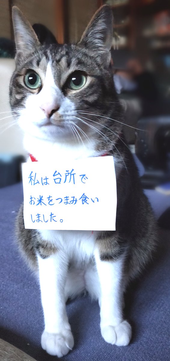 てらおひろむ A Twitter 大人になってきたうちのお猫さま 平気でお犬様テリトリー キッチン を侵害するようになった挙げ句やらかした ので世の習いに従いました てらおひろむ A Twitter 大人になってきたうちのお猫さま 平気でお犬様テリトリー キッチン を侵害するようになった挙げ句やらかした ので世の習いに従いました
