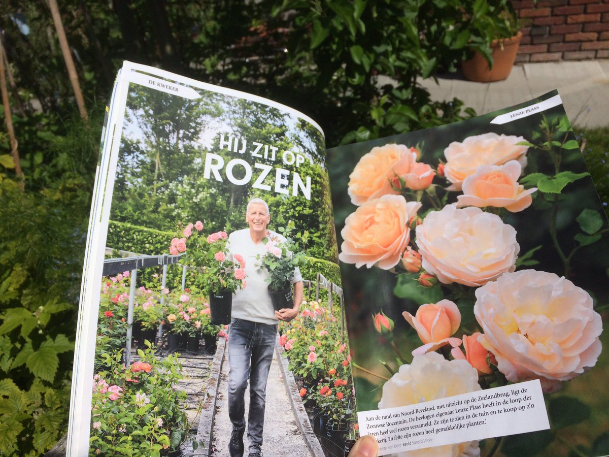 Fleurig resultaat artikel over #Zeeuwserozentuin in #Kats mei-nr. Groei &amp; Bloei. De kweker: ‘In feite zijn rozen heel gemakkelijke planten.’