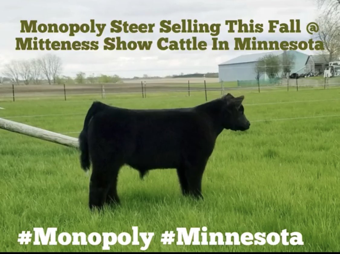 mattlautner's tweet photo. From Mitteness Show Cattle | Minnesota
-
Monopoly Steer Sells This Fall At Mitteness Show Cattle In Western Minnesota #Monopoly #SellingHigh #Winning
-
Call/Text Matt Lautner Cattle Office @ 515.391.9540 To Order
-
Click To View Todayโs Sale On SC:
https://t.co/N64ifYY3dE https://t.co/CCHYTMYld6