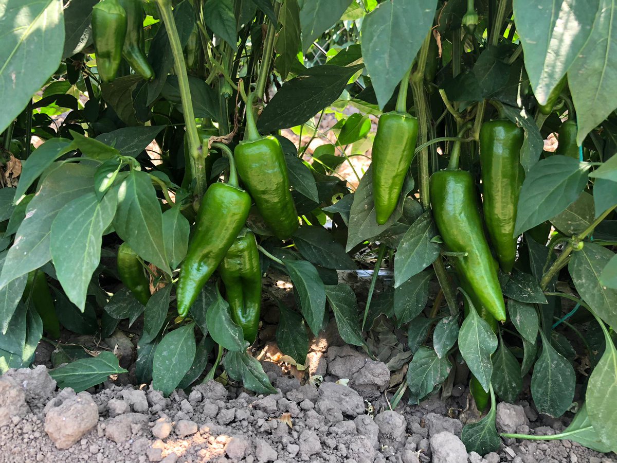 Metgentohum's tweet photo. 2019'un ilk Elzem'leri görüldü.
#pepper #ElzemF1 #kapya #openfield #bejopepper https://t.co/SqFR3R3CWj